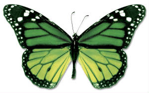 greenbutterfly.jpg